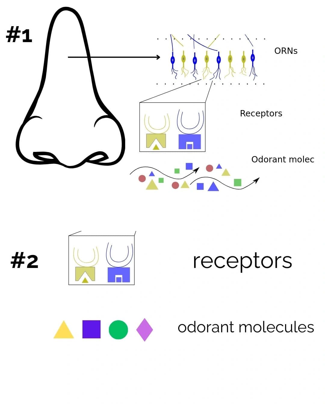 Diagram of odorant molecules travelling through the air to the olfactory receptor neurons inside the nose