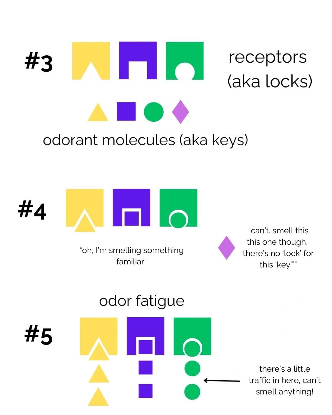 Diagram of receptors drawn as locks and odorant molecules as keys, one molecule left unsmelled because no lock matches it, and odor fatigue shown as too many molecules crowding the receptors