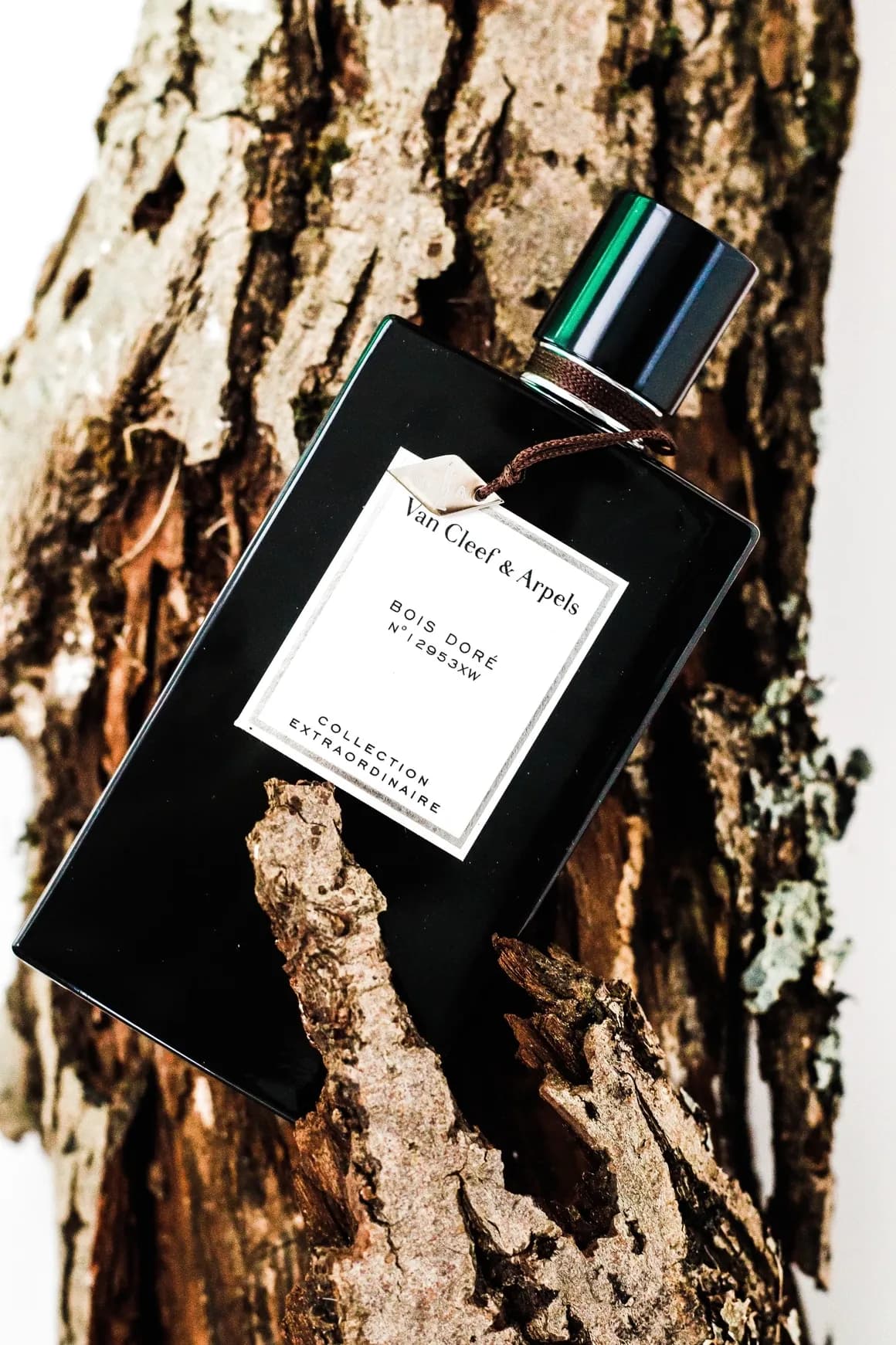 Black lacquered bottle with a paper tag resting against lichen-covered bark